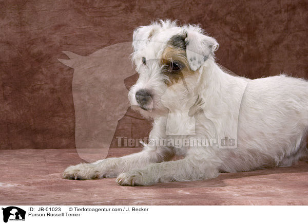 Parson Russell Terrier / Parson Russell Terrier / JB-01023