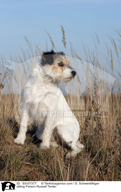 sitzender Parson Russell Terrier / sitting Parson Russell Terrier / SS-07377