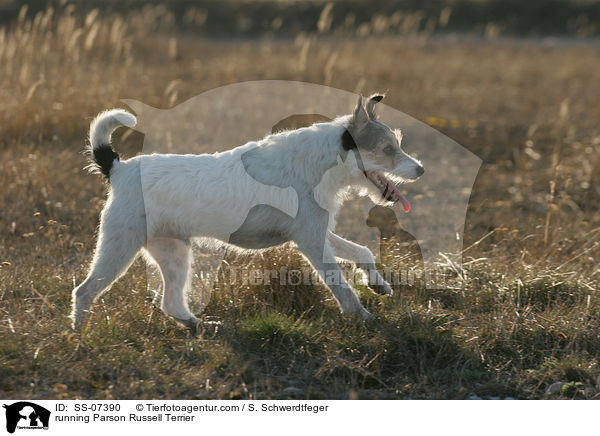 rennender Parson Russell Terrier / running Parson Russell Terrier / SS-07390