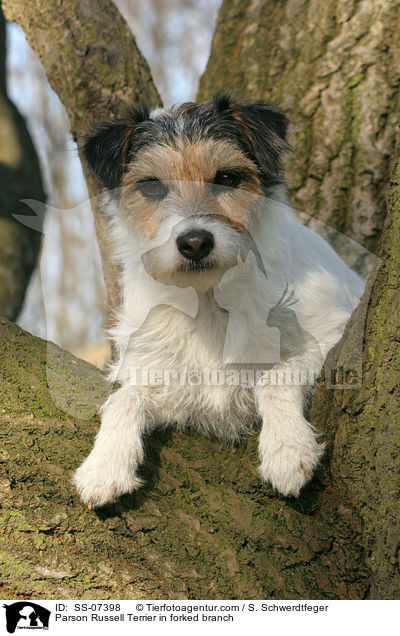 Parson Russell Terrier in Astgabel / Parson Russell Terrier in forked branch / SS-07398