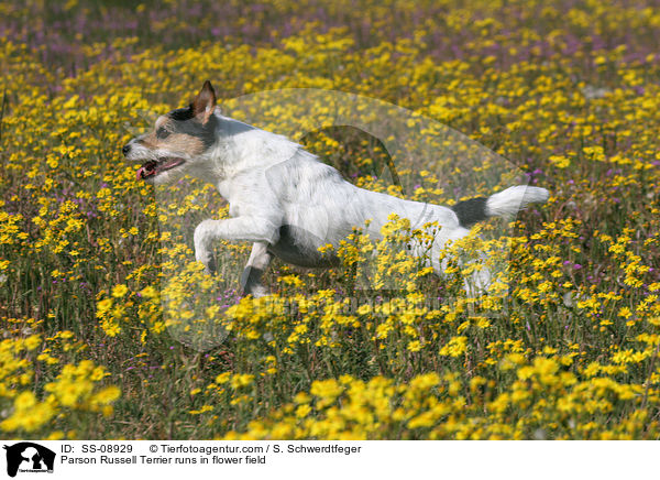 Parson Russell Terrier runs in flower field / SS-08929
