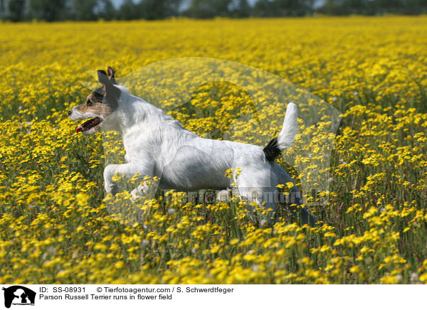 Parson Russell Terrier rennt auf Blumenwiese / Parson Russell Terrier runs in flower field / SS-08931