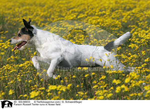 Parson Russell Terrier runs in flower field / SS-08933