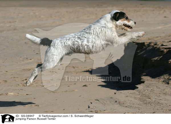 jumping Parson Russell Terrier / SS-08947