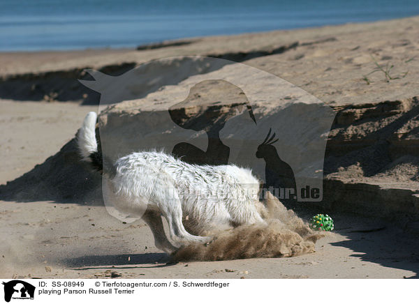 playing Parson Russell Terrier / SS-08949