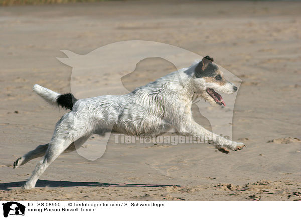 rennender Parson Russell Terrier / runing Parson Russell Terrier / SS-08950