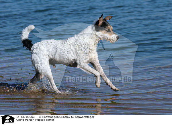 runing Parson Russell Terrier / SS-08953