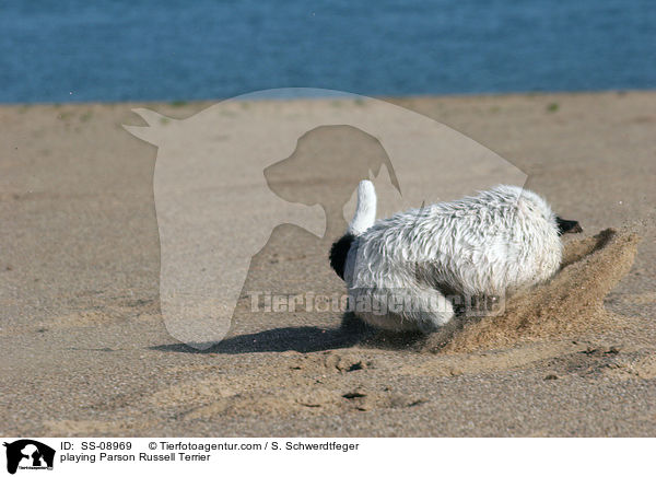 playing Parson Russell Terrier / SS-08969