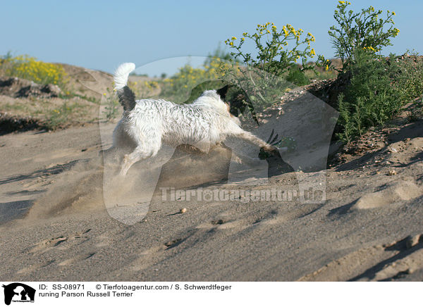 rennender Parson Russell Terrier / runing Parson Russell Terrier / SS-08971