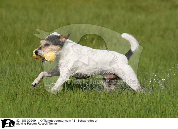playing Parson Russell Terrier / SS-09609