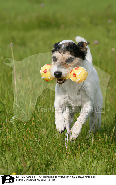 playing Parson Russell Terrier / SS-09611