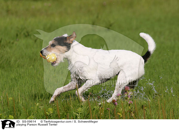 playing Parson Russell Terrier / SS-09614