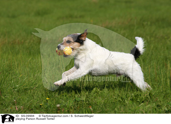 spielender Parson Russell Terrier / playing Parson Russell Terrier / SS-09994