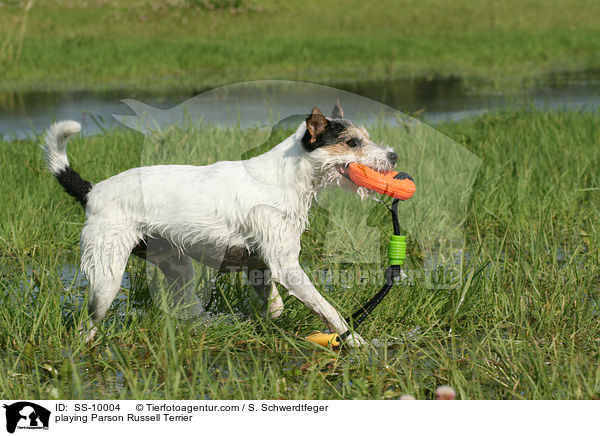 spielender Parson Russell Terrier / playing Parson Russell Terrier / SS-10004
