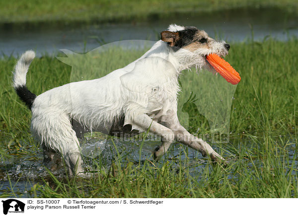 spielender Parson Russell Terrier / playing Parson Russell Terrier / SS-10007