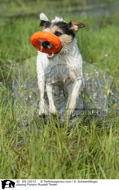 playing Parson Russell Terrier / SS-10012