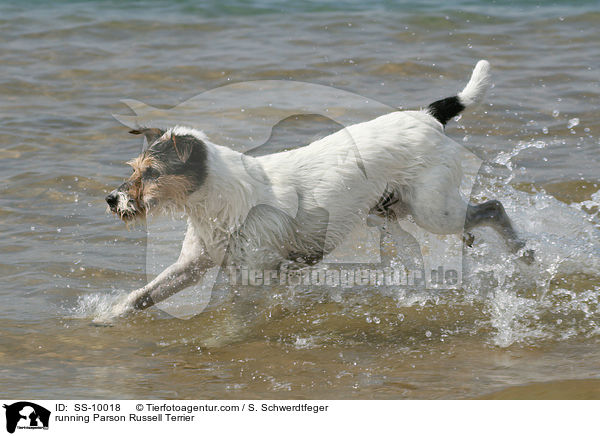 running Parson Russell Terrier / SS-10018