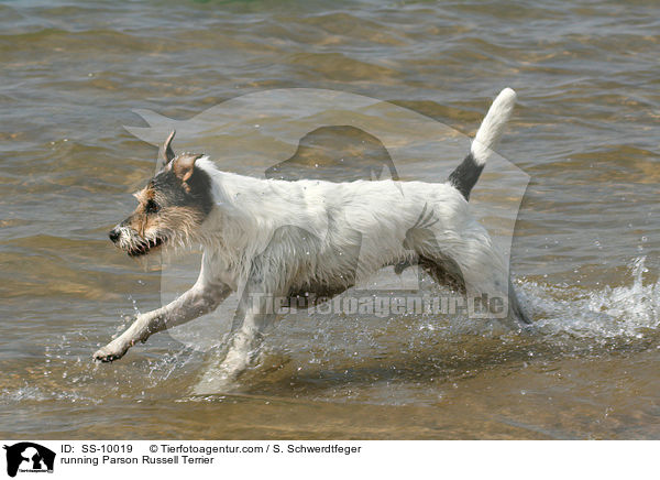 running Parson Russell Terrier / SS-10019