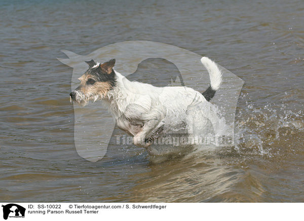 running Parson Russell Terrier / SS-10022
