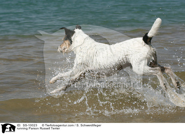 running Parson Russell Terrier / SS-10023