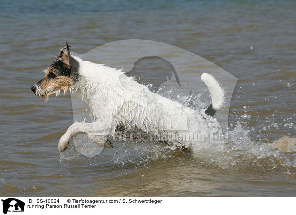 running Parson Russell Terrier / SS-10024