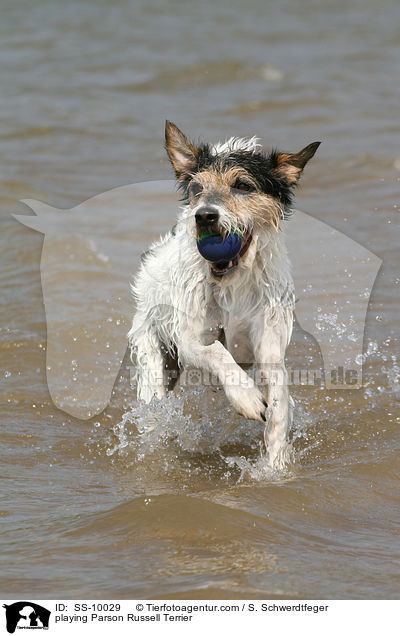 playing Parson Russell Terrier / SS-10029