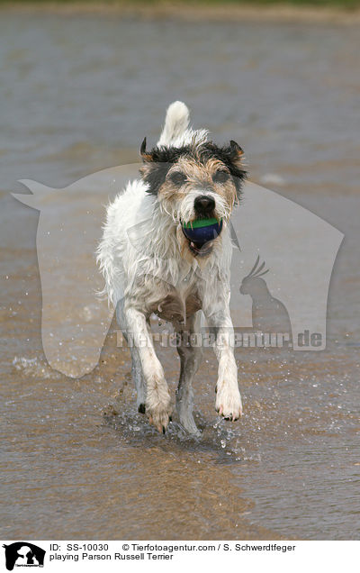 playing Parson Russell Terrier / SS-10030