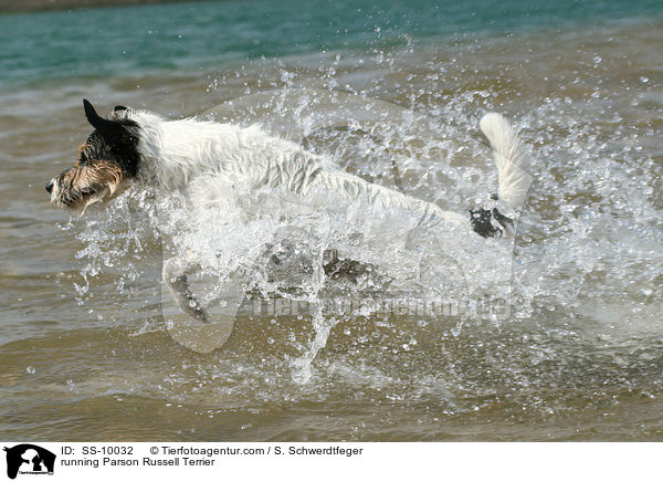 running Parson Russell Terrier / SS-10032