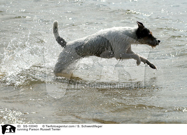 running Parson Russell Terrier / SS-10040