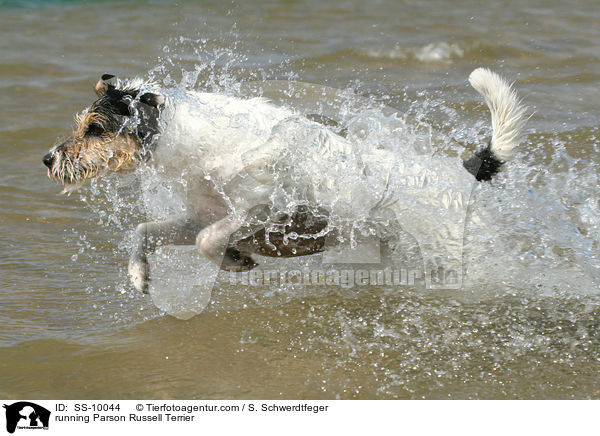 running Parson Russell Terrier / SS-10044