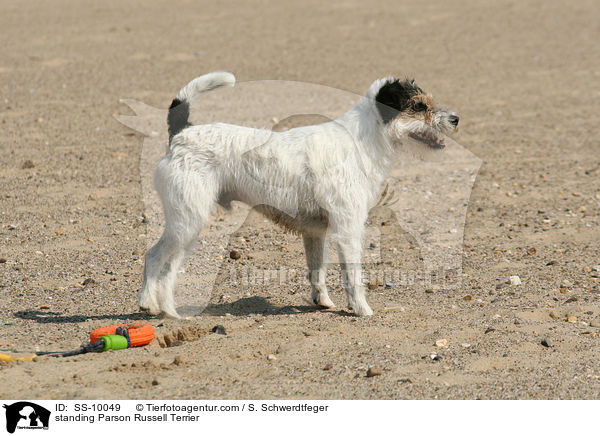 stehender Parson Russell Terrier / standing Parson Russell Terrier / SS-10049