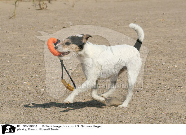 playing Parson Russell Terrier / SS-10051