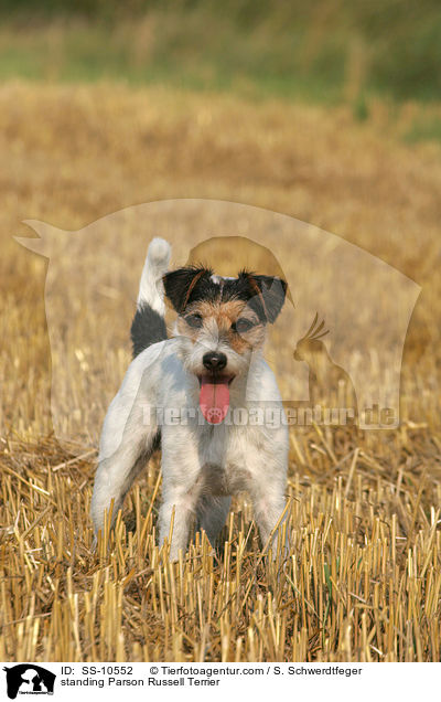 standing Parson Russell Terrier / SS-10552