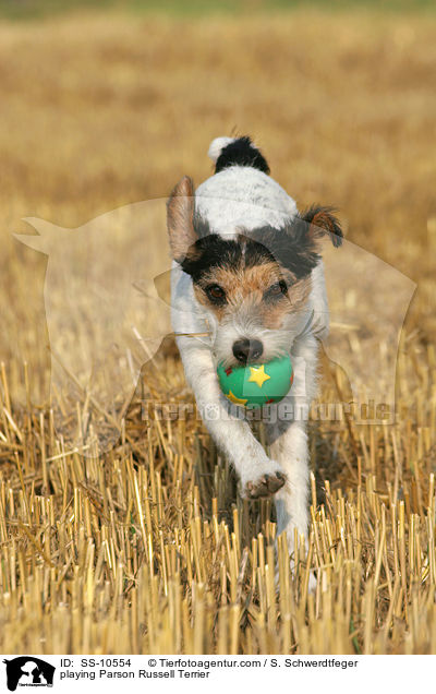 playing Parson Russell Terrier / SS-10554
