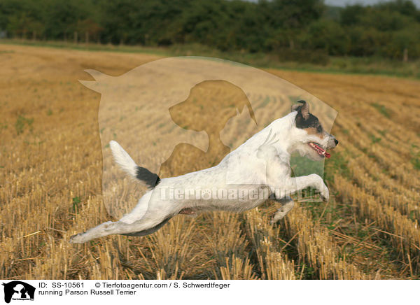 running Parson Russell Terrier / SS-10561