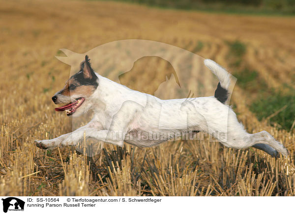 running Parson Russell Terrier / SS-10564