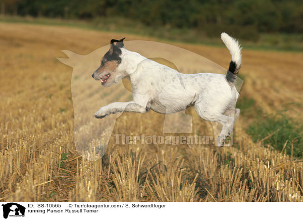 running Parson Russell Terrier / SS-10565