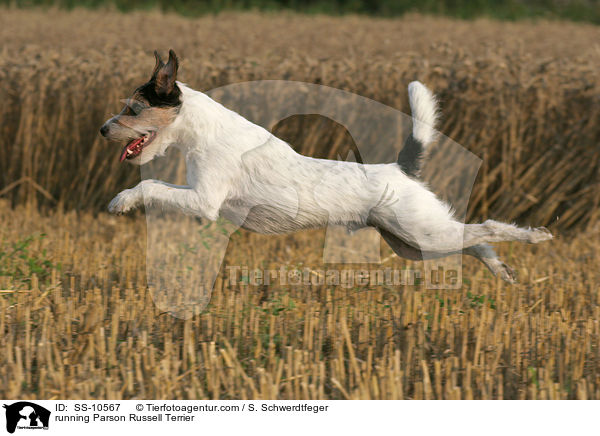 running Parson Russell Terrier / SS-10567