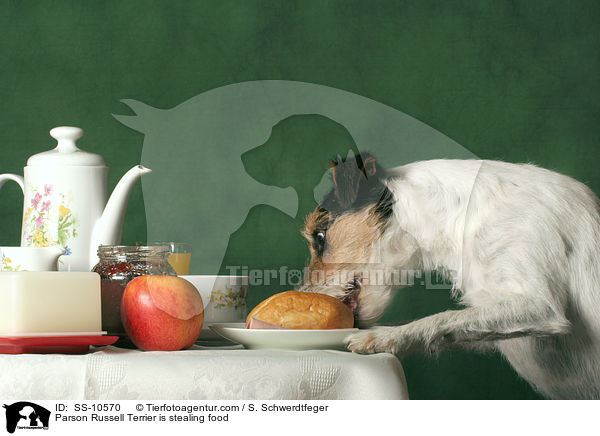 Parson Russell Terrier is stealing food / SS-10570