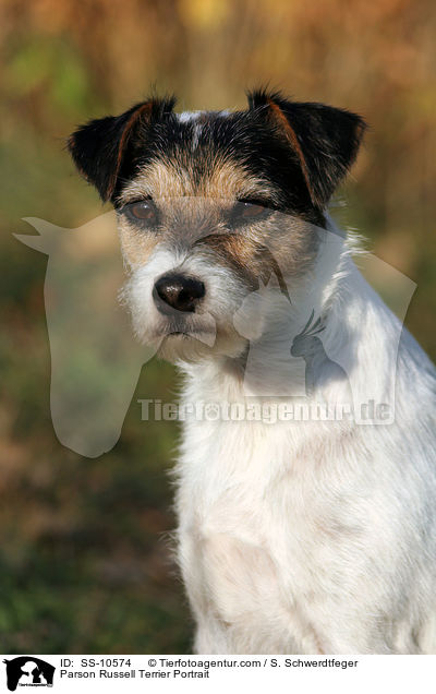 Parson Russell Terrier Portrait / Parson Russell Terrier Portrait / SS-10574