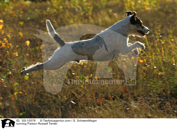 running Parson Russell Terrier / SS-10576