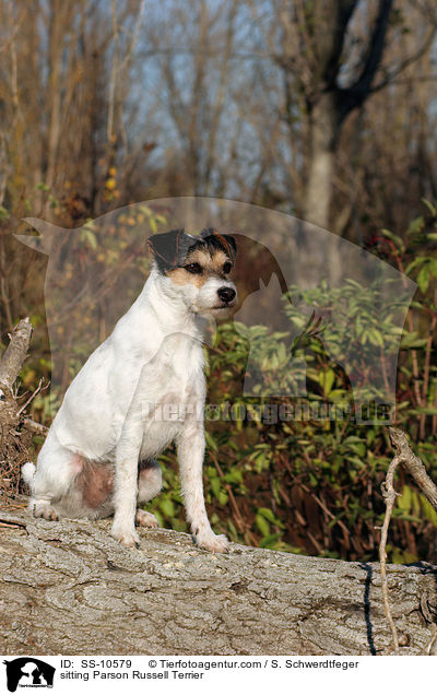 sitting Parson Russell Terrier / SS-10579