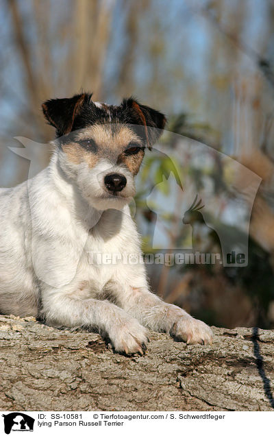 lying Parson Russell Terrier / SS-10581