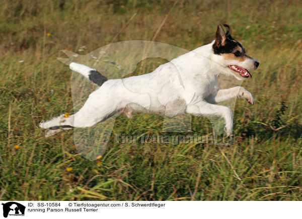 running Parson Russell Terrier / SS-10584