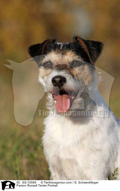 Parson Russell Terrier Portrait / SS-10589