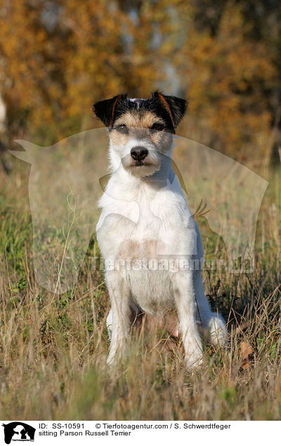 sitting Parson Russell Terrier / SS-10591