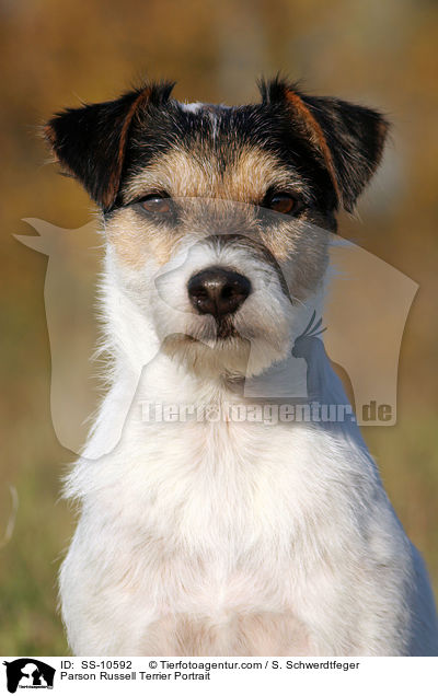 Parson Russell Terrier Portrait / Parson Russell Terrier Portrait / SS-10592