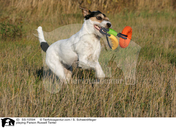 playing Parson Russell Terrier / SS-10594