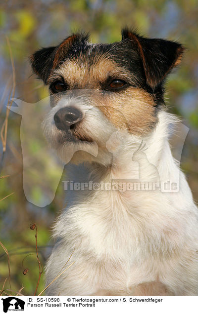 Parson Russell Terrier Portrait / SS-10598