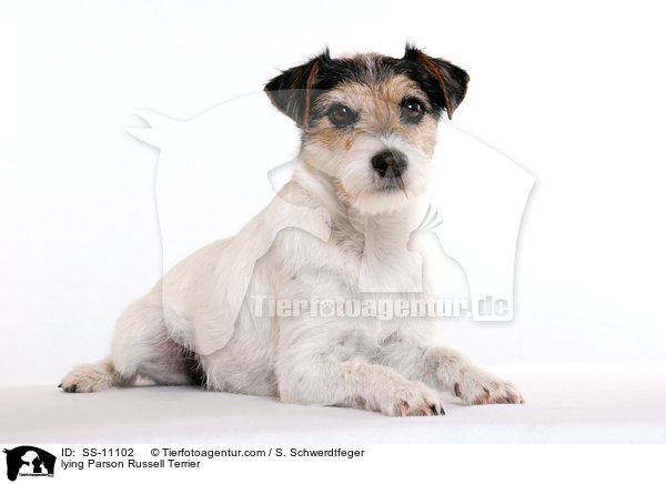 lying Parson Russell Terrier / SS-11102